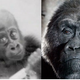 Illustration for article titled Go Back In Time With 1950s Footage of the First Gorilla Born at a Zoo